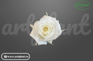 Trandafiri Criogenati Mini Ivory