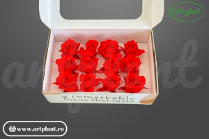 Trandafiri Criogenati Mini Rosii Scarlet din Ecuador, 3-5 cm , inaltime 3-4 cm, 12 buc