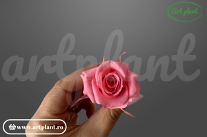 Trandafiri Criogenati Mini Roz din Ecuador, 3-5 cm , inaltime 3-4 cm, 12 buc