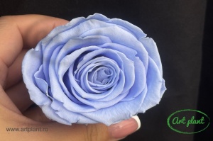 Trandafiri Criogenati XL Violet Vio89