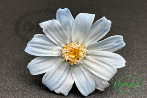 Zinnia Blue Bic - Img 2