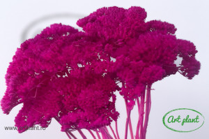 Achillea Filipendulina Ciclam