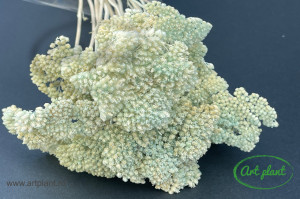 Achillea Filipendulina Turquoise