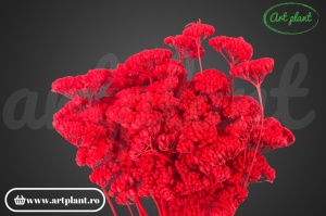 Achillea rosie (G)