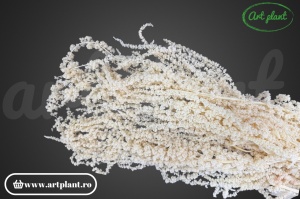 Amaranthus Alb Ivoire (G)