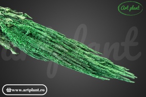 Amaranthus verde bandiera(G) - Img 2