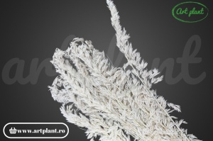 Amplodesma Alba (G) - Img 2