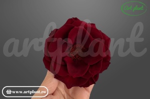 Anemonă stabilizată Cabernet din Ecuador, Diametru: 9.0 – 9.5 cm Înălțime: 4.0 – 4.6 cm, 1 buc
