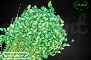 Briza maxima verde menta (G)
