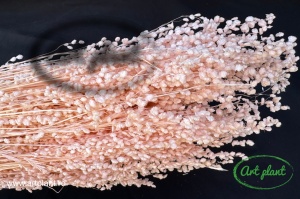 Briza Minima Light Pink