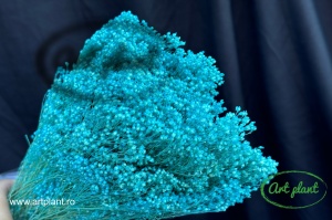 Broom Blue Turquoise