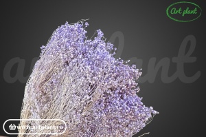 Broom Lavander