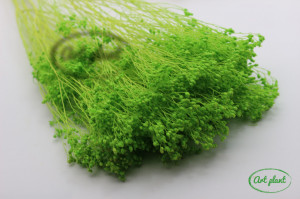 Broom light green criogenat