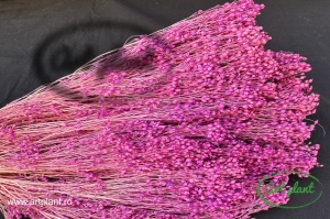 Broom mov lila