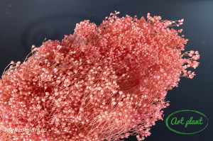 Broom pink