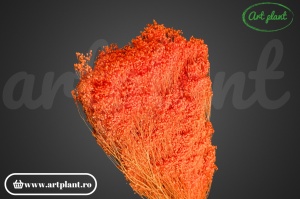 Broom portocaliu somon (G)