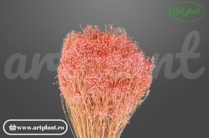 Broom roz deschis