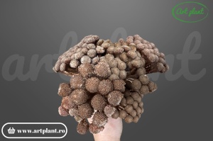 capete brunia albiflora naturale flori uscate tropicale pentru aranjamente moderne