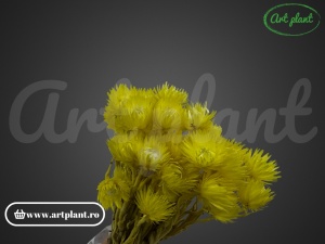 Buchet capblume Galben - Img 3