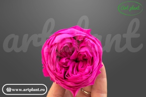 Bujor stabilizat natural din Ecuador, diametru 5 cm, înălțime 4 cm, 1 bucată