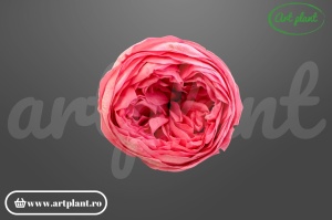 Bujor criogenat Roz – floare stabilizată natural | Art Plant