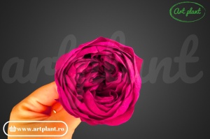 Bujori Criogenați Visiniu Pin02 - Img 1