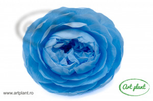 Bujori Criogenați XXL Bleo Blu89