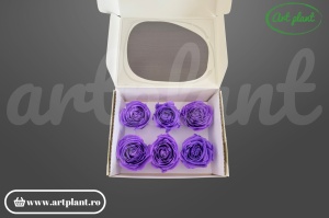 Buttercup Stabilizat Mov din Ecuador, Ø 4–4.5 cm • Înălțime 3–3.5 cm, 6 buc