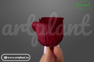 Buttercup Stabilizat Rosu Inchis din Ecuador, Ø 4–4.5 cm • Înălțime 3–3.5 cm, 6 buc