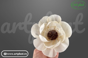 Capete anemona sola dublă 10cm