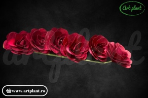 Capete begonie burgundy