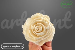 Capete bujor sola 6cm