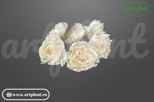 Cap bujor sola 10 cm cu petale dense stratificate, floare decorativă albă din lemn de sola