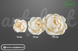 Cap bujor sola 6 cm cu petale dense stratificate, floare decorativă albă din lemn de sola
