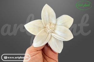 Capete crin star gazer sola 10 cm