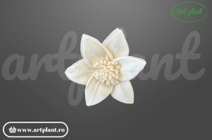 Cap crin Star Gazer sola 4 cm cu petale recurvate, floare decorativă exotică din lemn de sola