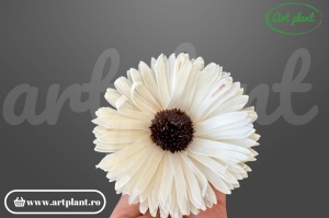Capete floarea soarelui titonia sola 10cm
