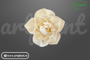 Capete magnolie sola 8cm