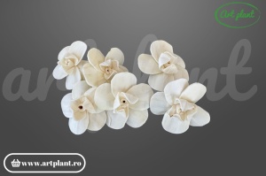 Cap orhidee new sola 8 cm model modern cu proporții fine, floare decorativă contemporană din lemn de sola