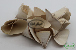 Conuri lemn alb vintage 5 cm