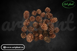 Conuri strictum natural