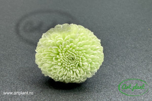 Crizantema ping-pong criogenata mint green