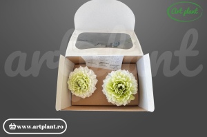 Dalie criogenată alb-verde 6-10cm - Art Plant