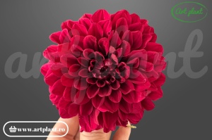 Dalie criogenată roșu închis 6-10cm - Art Plant