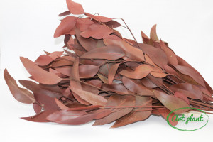 Eucalipt Burgundy - Img 2