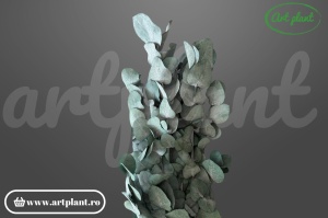 Eucalipt Cinerea Verde