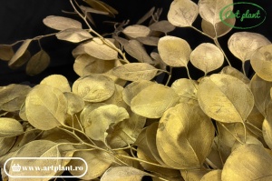Eucalipt populus auriu