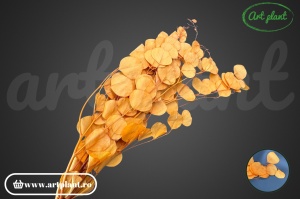 Eucalipt Populus Orange - Img 3