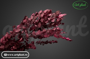 Eucalipt Stuartiana Berry
