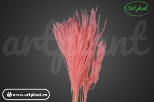 Feather grass roz